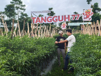 Budidaya Cabai di Musim Kering, Adaptasi Jadi Kunci Menjaga Produktivitas Petani 