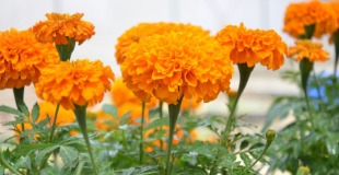 Marigold