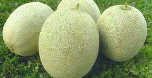 Melon