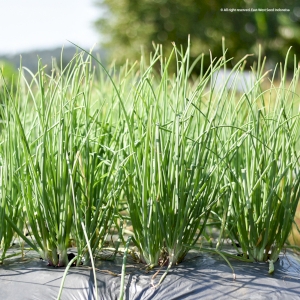Daun SANREN