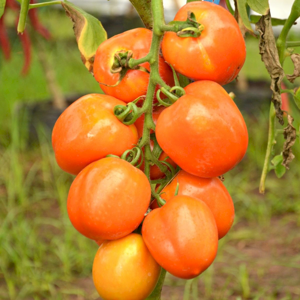Product | PT East West Seed Indonesia